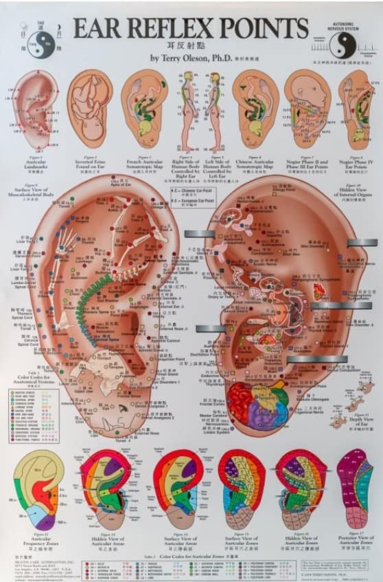 cartographie de la reflexologie auriculaire en médecine traditionnelle chinoise