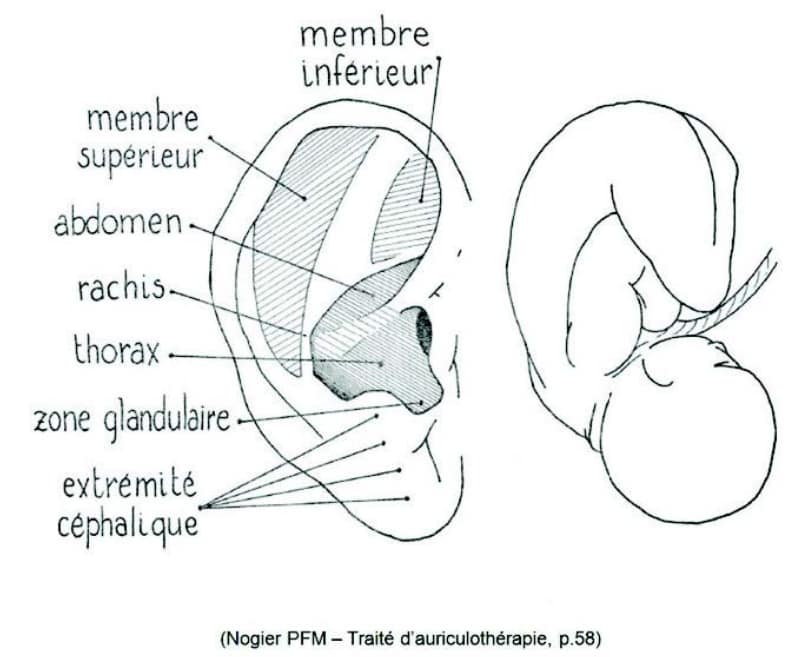 l'oreille représente un foetus tête en bas